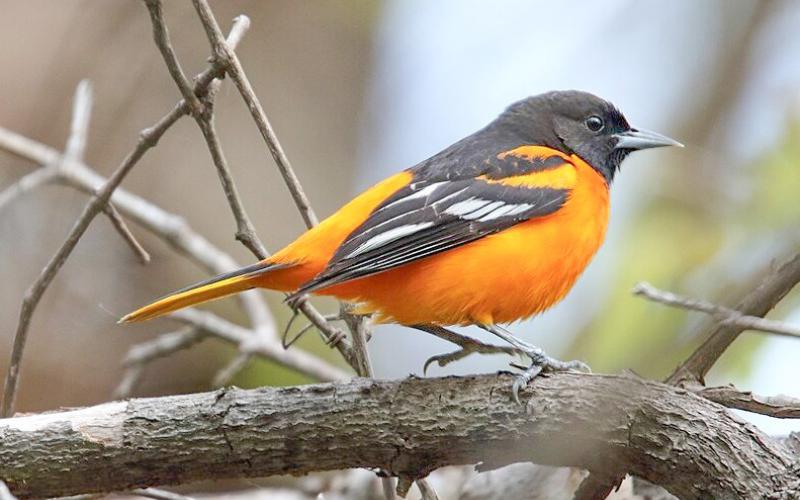 Baltimore Oriole