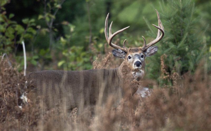 2022 deer hunting season recap: Highlights from first year of required harvest reporting