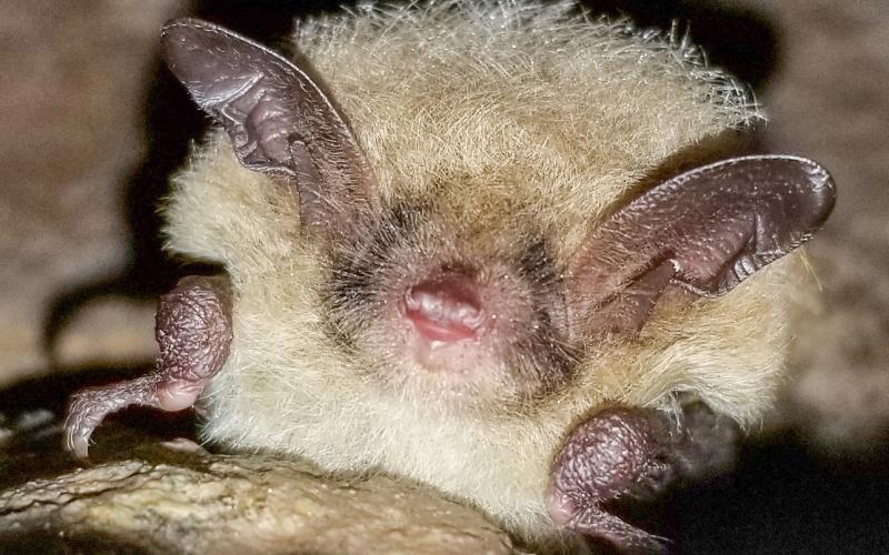Three bat species – little brown, northern long-eared (pictured here) and tri-colored – have been listed as threatened in Michigan due to significant population declines resulting from white-nose syndrome.