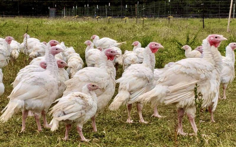 Local farms compete with imported turkeys during Thanksgiving