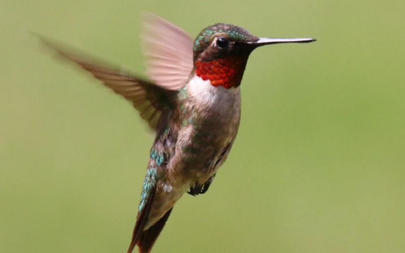 Hummingbirds are back in Michigan for the summer, and planting native flowers could attract them to your backyard. PAUL COOK/UNSPLAS