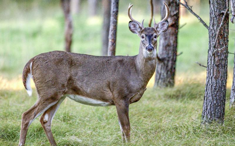 Chronic wasting disease threatens deer populations