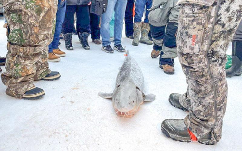 The 2026 lake sturgeon fishing season on Black Lake in Cheboygan County, Michigan, will begin at 8 a.m. Saturday, Feb. 7.
