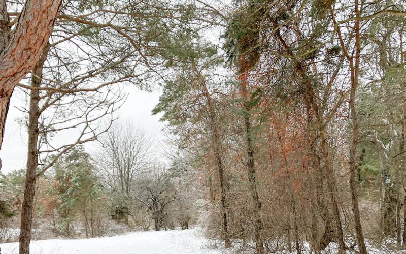 North Park Winter Wonderland opens to the public in January