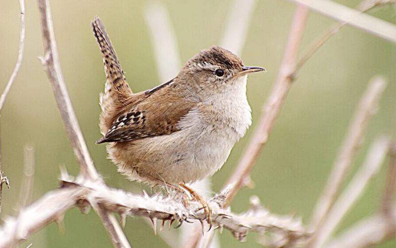 Marsh Wren