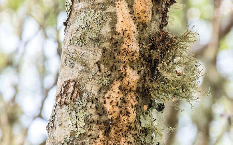 PHOTO PROVIDED BY KARLA SALP, WASHINGTON STATE DEPARTMENT OF AGRICULTURE, BUGWOOD.ORG. First instar black spongy moth caterpillars emerge from egg masses.