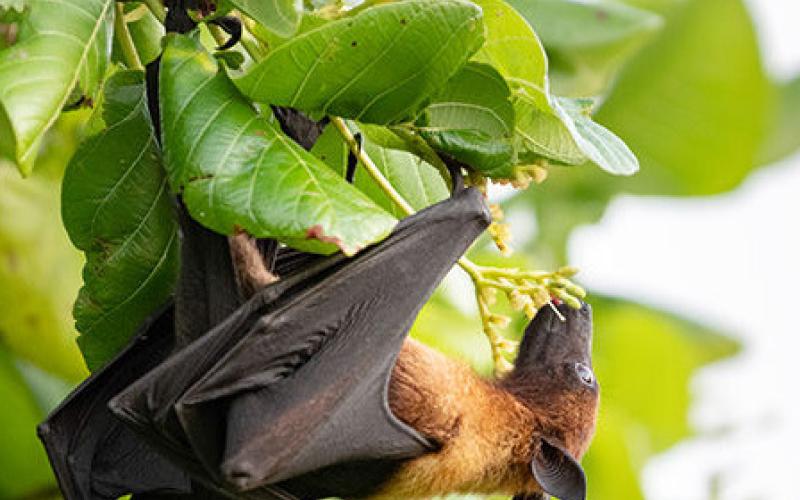 How to Remove Bats From Your Home