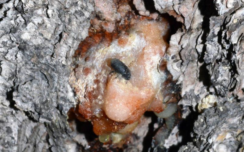 The tiny, invasive mountain pine beetle, seen here on a pitch tube, could be a threat to Michigan’s forests if it arrives. PHOTO COURTESY OF WILLIAM M. CIESLA FOREST HEALTH MANAGEMENT INTERNATIONAL BUGWOOD.ORG.