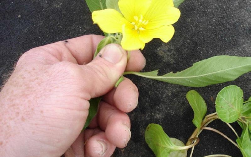 A five-petaled yellow flower and pointed leaves are characteristics of the invasive aquatic waterprimrose species. PHOTO COURTESY OF GRAVES LOVELL, ALABAMA DEPT. OF CONSERVATION AND NATURAL RESOURCES, BUGWOOD.ORG