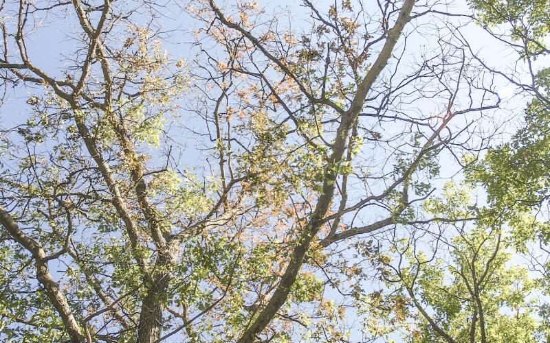 To keep oak trees healthy, delay pruning until mid-July