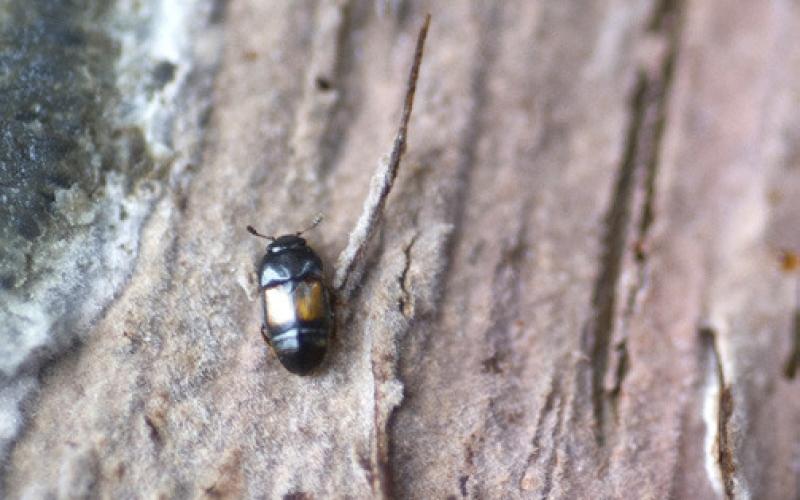 Affected trees will suddenly begin to wilt from the top down, rapidly dropping leaves, which can be green, brown or a combination of both colors. Inset photo, the nitidulid beetle can carry oak wilt spores from tree to tree during the period between April 15 and July 15, so don’t prune oaks during this time.