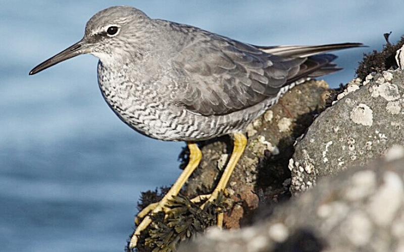 Wandering Tattler