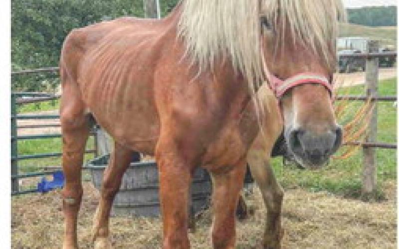Presque Isle County man arraigned after DNR discovered 85 abused, abandoned animals