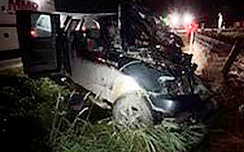 Buggy crash results in the death of a horse in Clare County