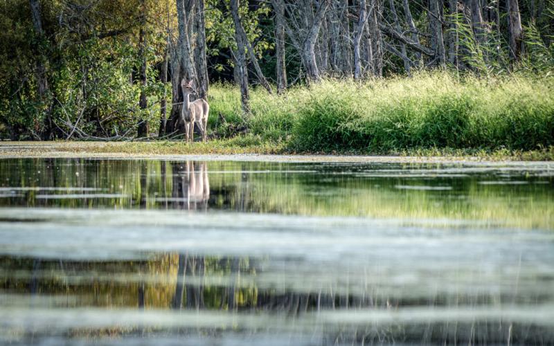 The water of the Looking Glass River reflects the blue sky, green shoreline grasses and a healthy white-tailed deer standing on the riverbank. This is one type of habitat where EHD outbreaks may occur.