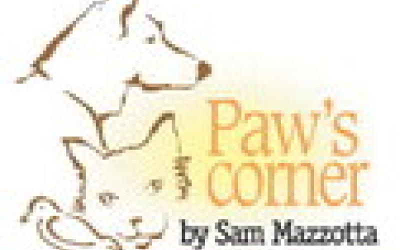 It’s up to you to keep pets safe from cold weather injury