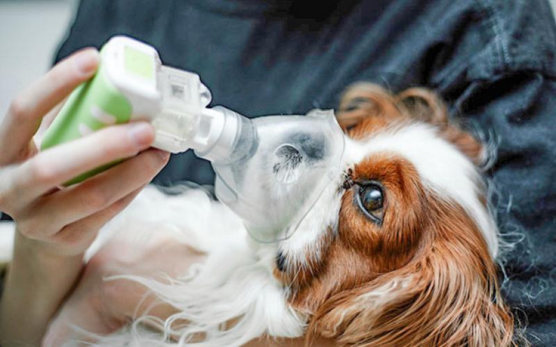 Health officials recommend owners check with a veterinarian if their dogs show symptoms of the “mystery” respiratory illness.