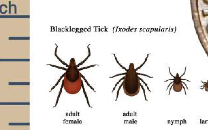 Prevent tick bites this  season and stay safe