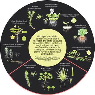 Summer is an important season for early detection of invasive species