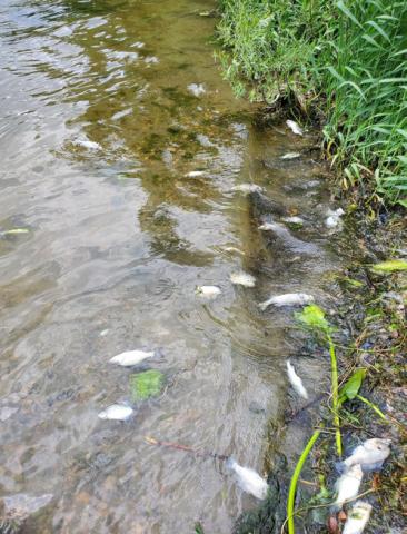 Fish kills may be more common during summer heat