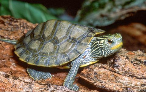 An older juvenile northern map turtle rests on a log. JAMES HARDING