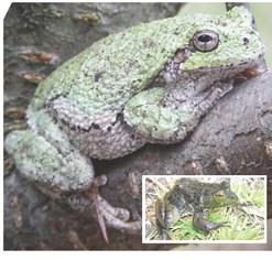 Wildlife change – and don’t change – on tiny Lake Huron island
