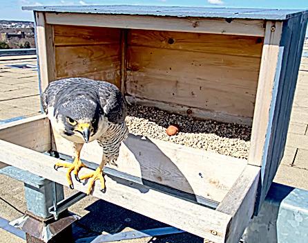 A peregrine falcon watches over two eggs in a nesting box atop Spartan Stadium. More eggs may be on the way.
