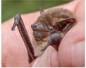 The bat removal process for homeowners