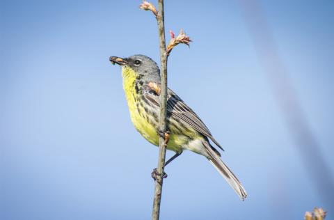 Kirtland’s Warbler