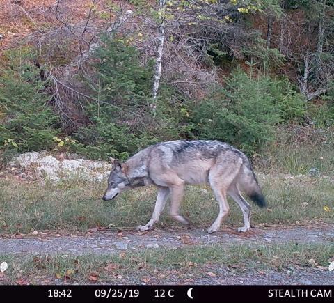 A gray wolf is shown in the Upper Peninsula, captured on a trail camera image in 2024 as part of the Michigan Department of Natural Resources’ wolf abundance study. CREDIT: MICHIGAN DEPARTMENT OF NATURAL RESOURCES