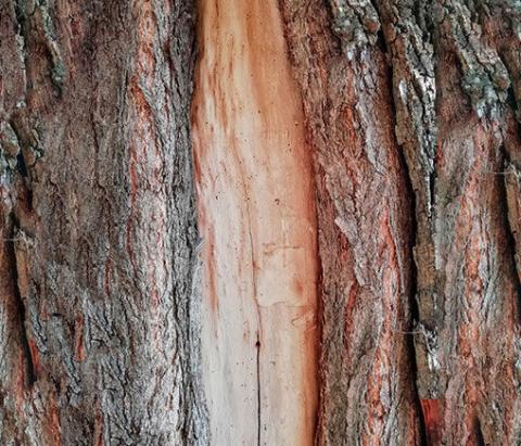 How to Cover & Protect Young Trees in Winter