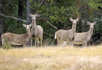 Deer hunting regulation changes: what you need to know for 2024