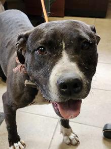 PET OF THE WEEK