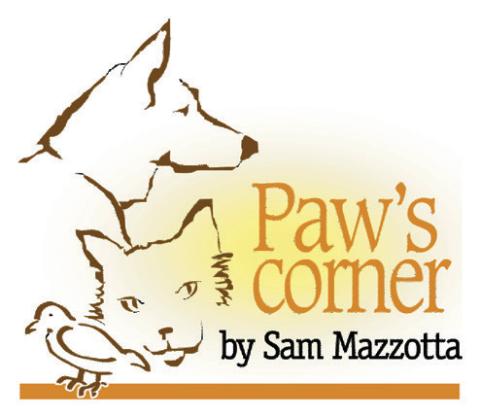 Prevent your pet from becoming a statistic