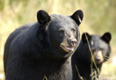 As spring arrives and we spend more time outside, keep in mind that human behavior affects bear behavior.