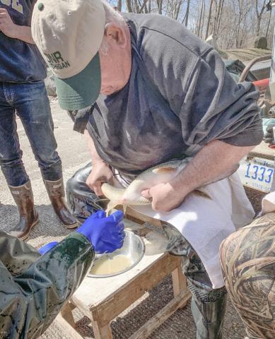 DNR collecting walleye eggs on Muskegon River this spring