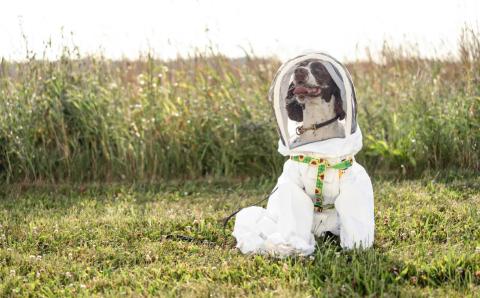 Maple wears a custom-made beekeeping suit when she works to sniff out potential bacteria in honeybee hives. G.L. KOHUTH/MICHIGAN STATE UNIVERSITY