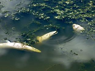 It is normal for winter conditions to cause some mortality of fish and other creatures such as turtles, frogs, toads and crayfish.