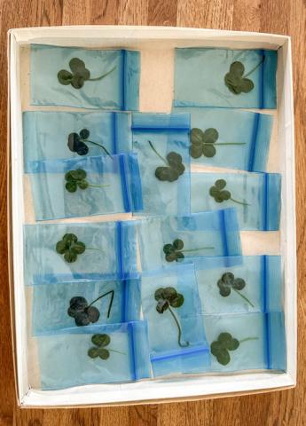 FOUR-LEAF CLOVER