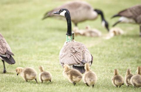 More Canada geese are becoming permanent Michigan residents due to climate change. DEPARTMENT OF NATURAL RESOURCES