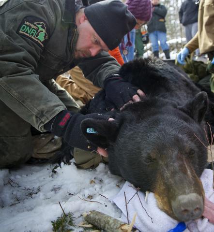 Michigan Department of Natural Resources wildlife biologist Mark Boersen examines a sedated bear as part of a program that places orphaned bear cubs with mother bears.