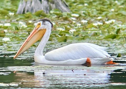 American White Pelican