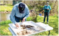Volunteers collecting macroinvertebrates samples to be used to determine water quality.