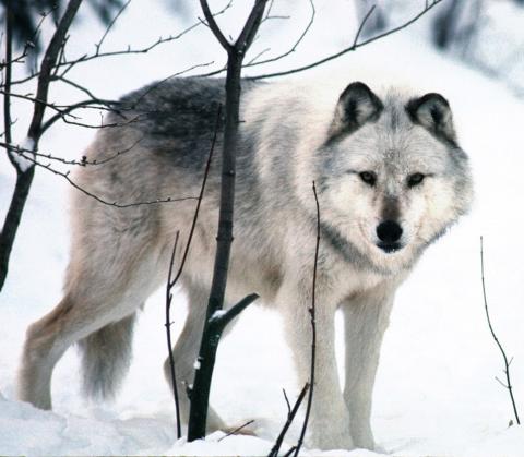 A gray wolf lurks behind trees. DEPARTMENT OF NATURAL RESOURCES