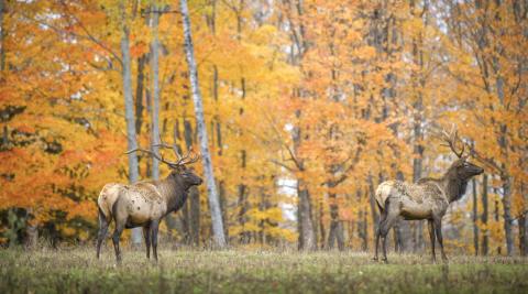 During elk season, public awareness and reporting of poaching are key