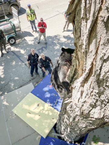 Mt. Pleasant police and other city workers helped the DNR remove the bear from the tree.