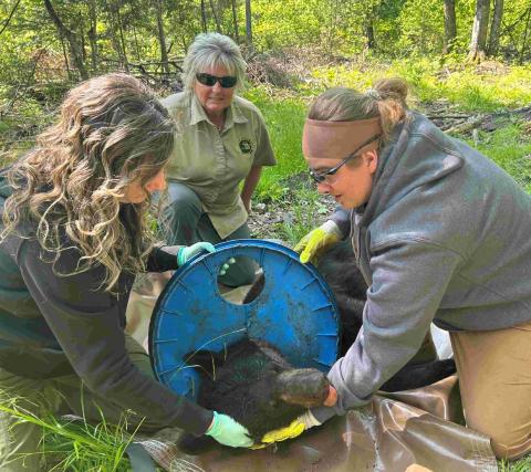 DNR biologists remove lid stuck on bear’s neck for two years