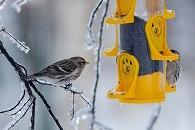Follow these tips to keep birds safe