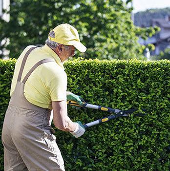 How to prune bushes