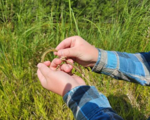 Michigan joins federal program that collects native flora and champions restoration
